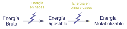 Diagrama de flujo de energías en la nutrición canina