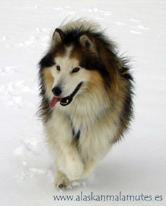 Roy, malamute de pelo largo corriendo en la nieve.