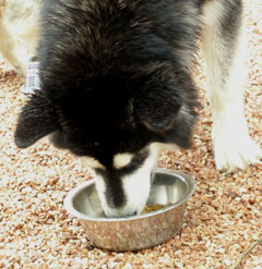 El pienso seco es la forma más común de alimentar a los perros.