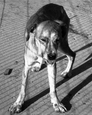 Perro con rabia, dejando caer saliva de la boca