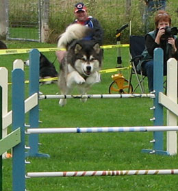 El alaskan malamute, Tanu Kindred Spirit at Modar RE CD NA NAJ, saltando una valla