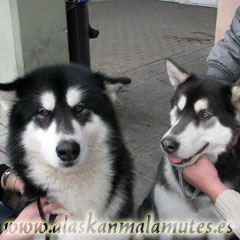 Alaskan Malamute azul, fíjate en la trufa y en el color de ojos