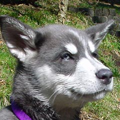 Alaskan Malamute azul, fíjate en la trufa y en el color de ojos