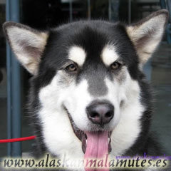 Alaskan Malamute azul, fíjate en la trufa y en el color de ojos