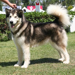 Alaskan Malamute gris