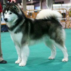 Alaskan Malamute gris