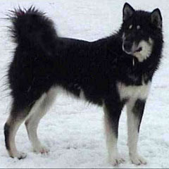 Alaskan Malamute negro