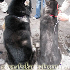 Alaskan Malamute azul, fíjate en la trufa y en el color de ojos