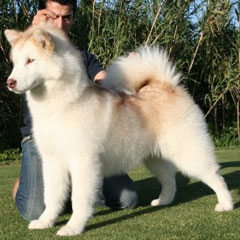 Alaskan Malamute rojo