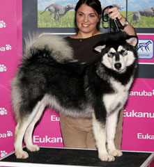 Alaskan Malamute negro