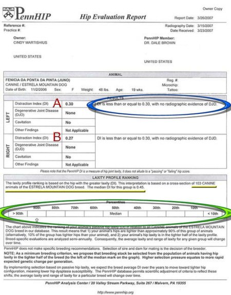 Certificado de PennHip con resultado excelente