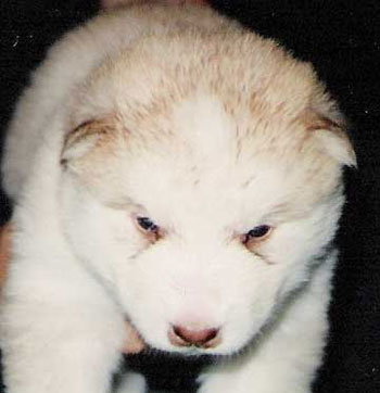 Cachorro de malamute lila