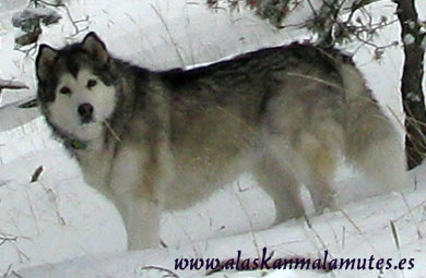 Trimming en un malamute: observa los restos anaranjados en la parte más alejada de la zona de color.