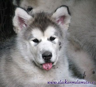 Típica estampa de un cachorro de malamute: lleno de barro.  Se trata de nuestra Kylie, bastante revoltosa desde pequeña.
