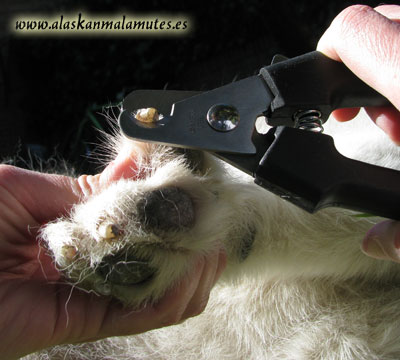 Necesitarás un buen cortauñas para cortar las uñas a tu malamute