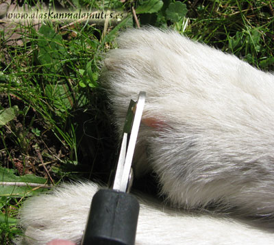 Corte de uñas en perro